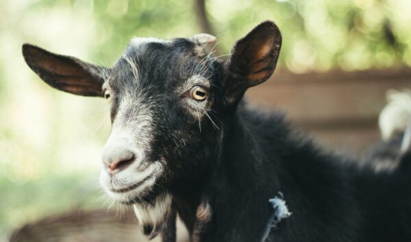 blog, blogging, storytelling, stories, share, social media, goat, offence, From Blag To Blog, membership, GodDamnInspiration, Jo Watson, agoodwriteup, LinkedIn