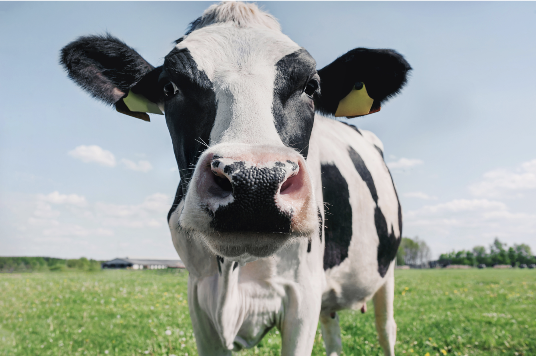 Jo Watson, social media, online marketing, agoodwriteup, blog, blogging, branding, blanding, brand, bland, cow, copywriting, influencer